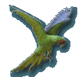 Great Green Macaws - bird watching Costa Rica