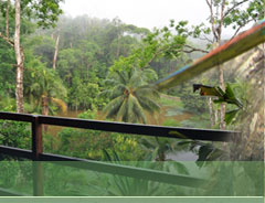 Albergue en la jungla tropical, Boca Tapada, Rio San Carlos, Costa Rica