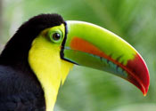 Birding - Vogelbeobachtung Costa Rica: Tukan
