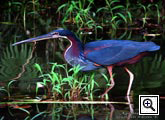 Costa Rica birding - Vögel: agami