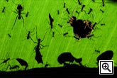 Costa Rica rain forest - leave cutter ants