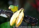 Costa Rica birdwatching, observacion de aves