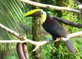 Costa Rica birdwatching