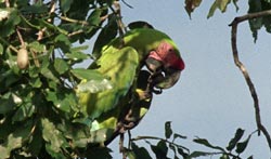 Great Green Macaws at Laguna del Lagarto Rainforest Lodge