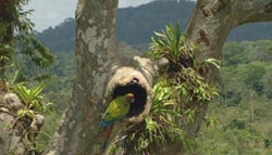 birdwatching Costa Rica: la lapa verde