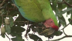 Great Green Macaws at Laguna del Lagarto Rainforest Lodge