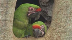 Lapa Verde, birdwatching Costa Rica