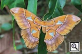 Costa Rica Regenwald Lodge - Schmetterling